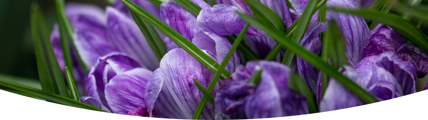 How to grow crocus