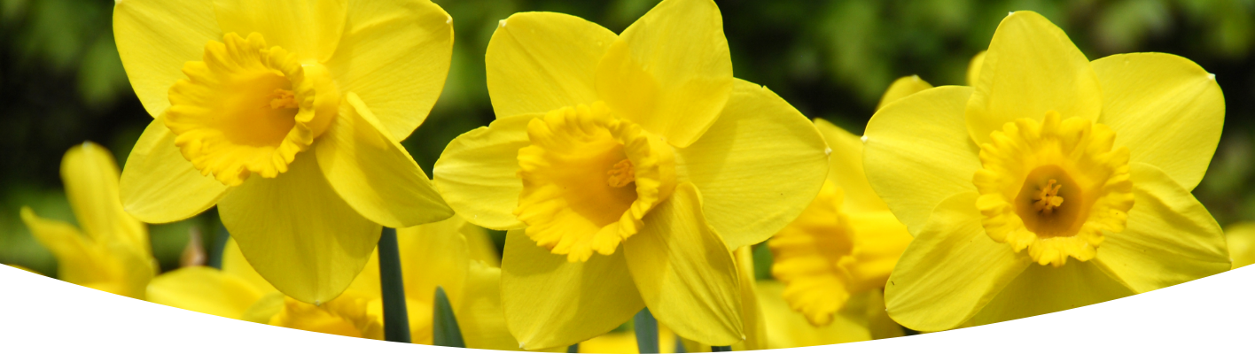 How to grow Daffodils