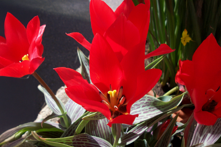 Taylor’s Top 10 spring flowering bulbs