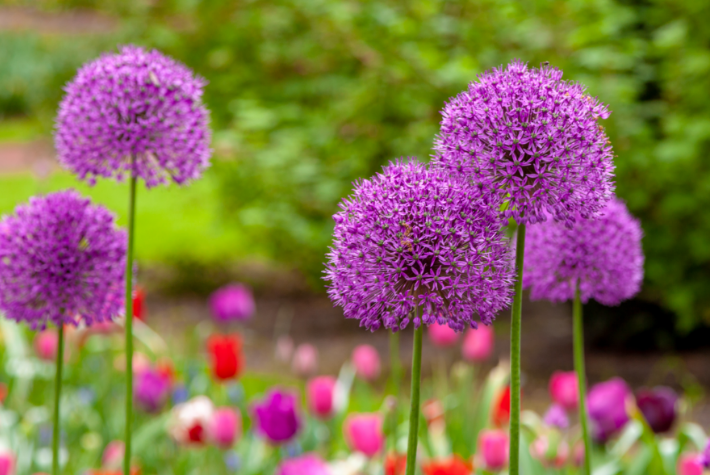 Taylor’s Top 10 spring flowering bulbs