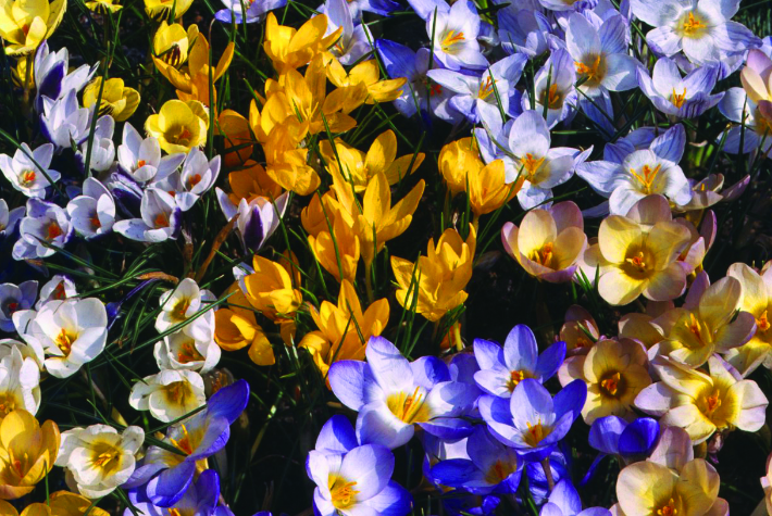Taylor’s Top 10 spring flowering bulbs