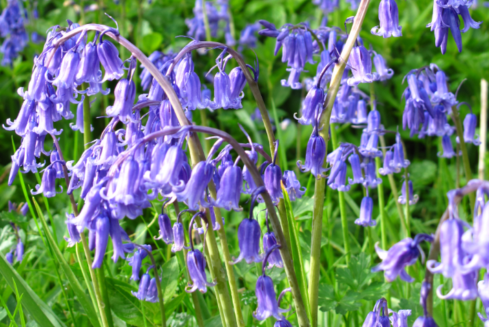 Taylor’s Top 10 spring flowering bulbs
