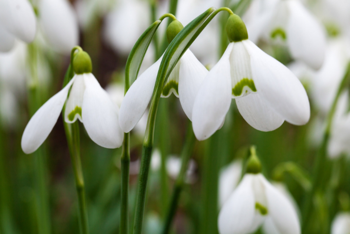 Taylor’s Top 10 spring flowering bulbs