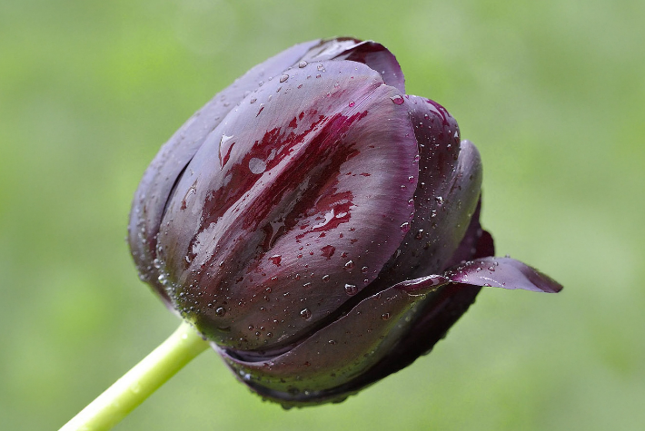 Taylor’s Top 10 spring flowering bulbs