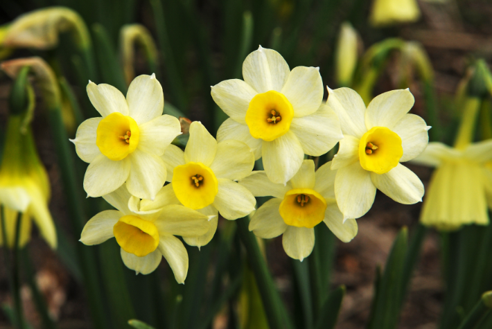 Taylor’s Top 10 spring flowering bulbs