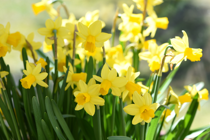 Taylor’s Top 10 spring flowering bulbs