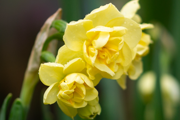 5 months of Daffodils