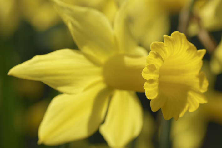 5 months of Daffodils