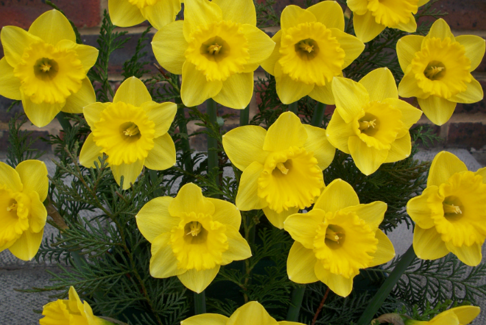 5 months of Daffodils