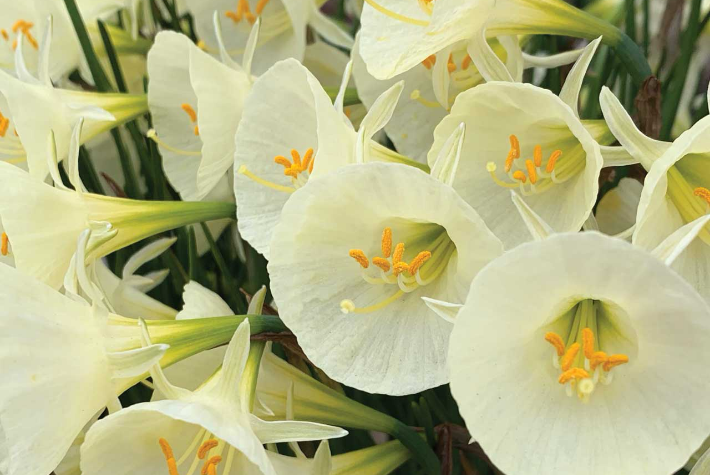 5 months of Daffodils