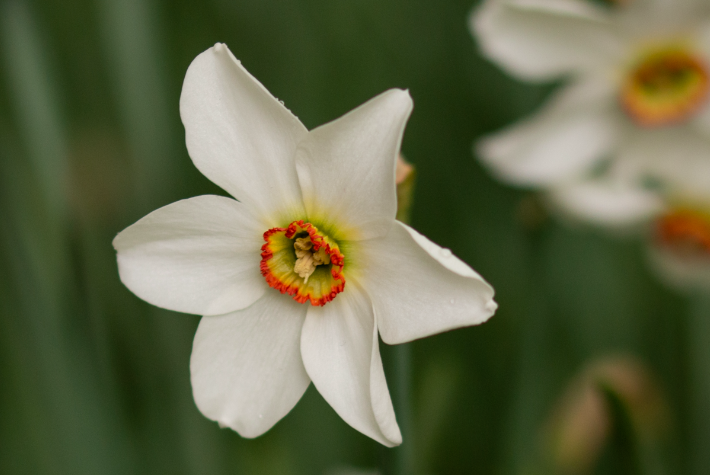 5 months of Daffodils