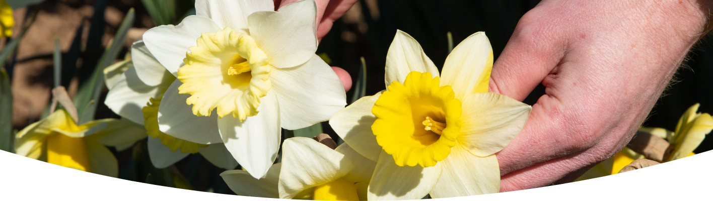 5 months of Daffodils