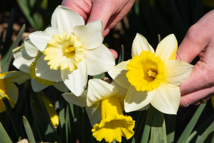 5 months of Daffodils