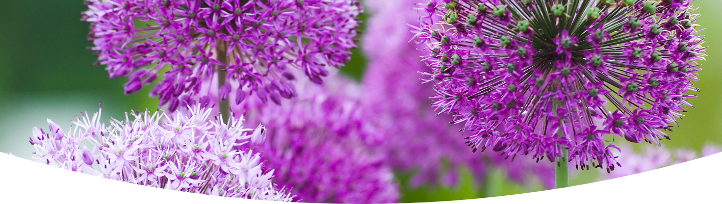 How to grow alliums