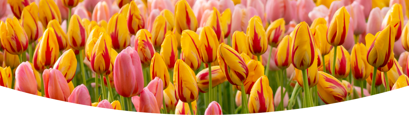 How to grow tulips
