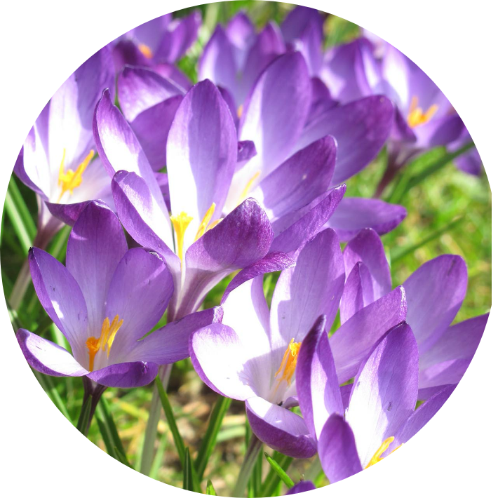 Crocus