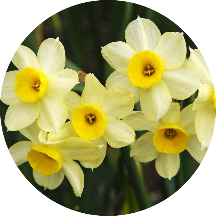Daffodil