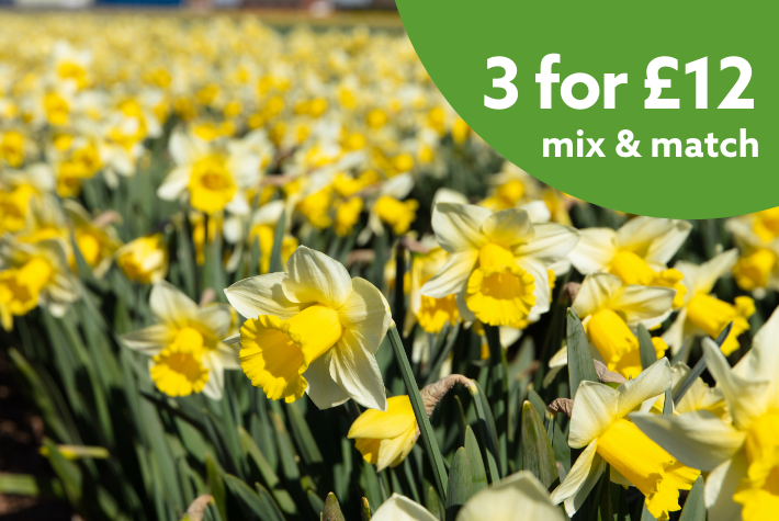 Spring flowering bulbs