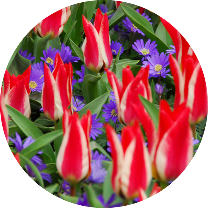 Tulip