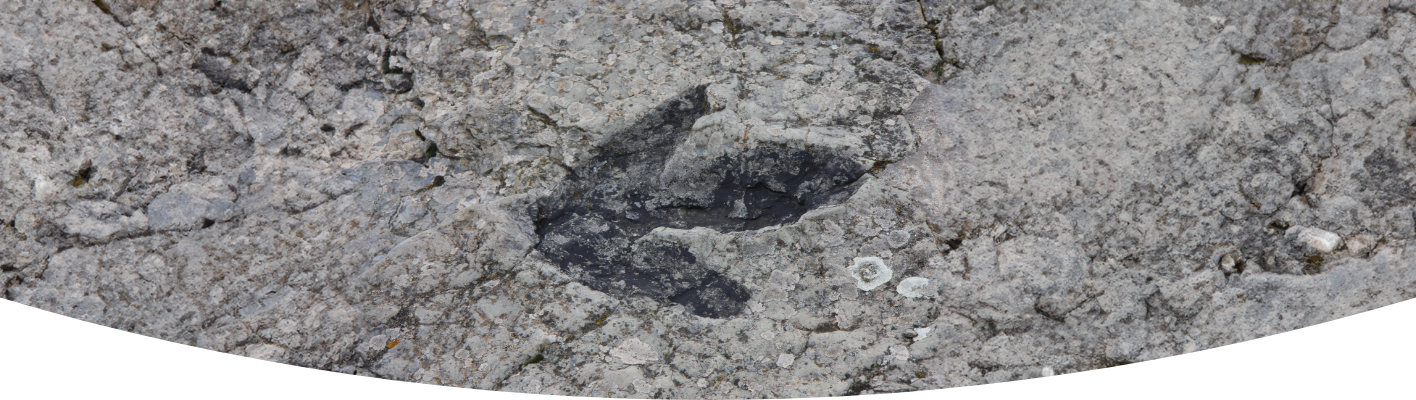 Learn about prehistoric plants