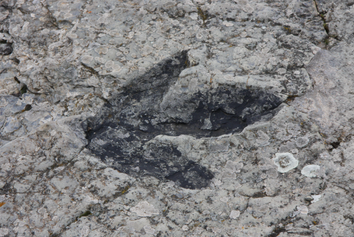 Learn about prehistoric plants