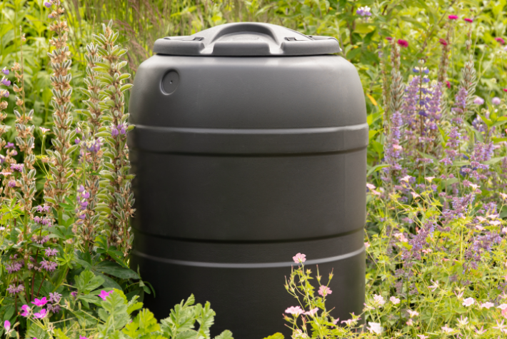 Gardening tips for August