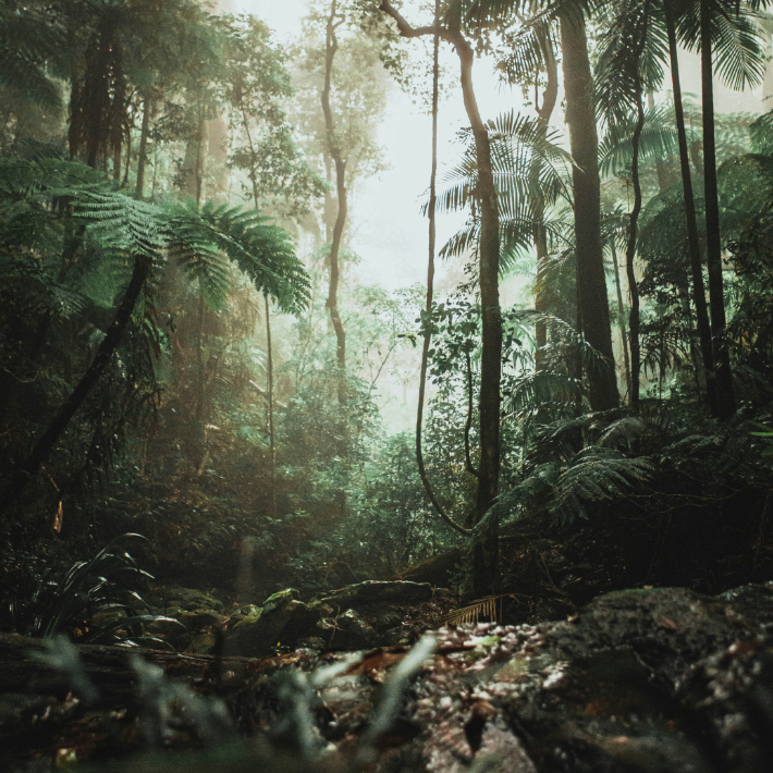 Learn about prehistoric plants