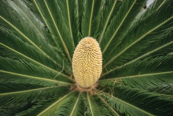 Learn about prehistoric plants