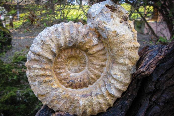 Learn about prehistoric plants