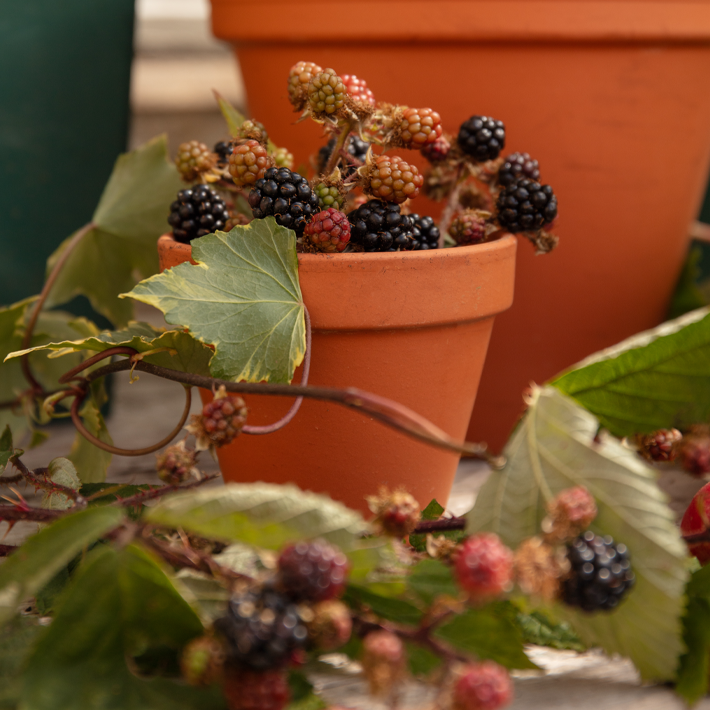 Gardening tips for October