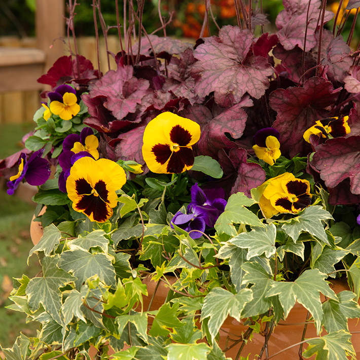 Gardening tips for October