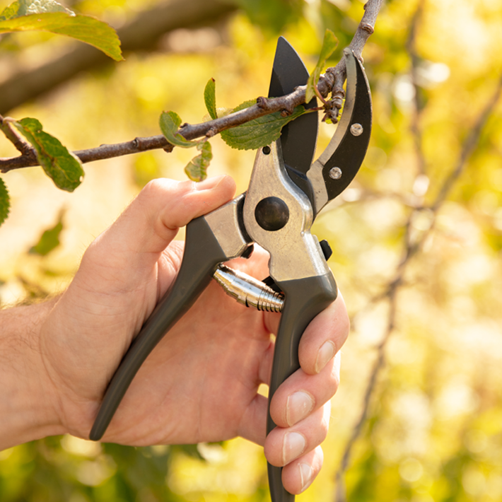 Gardening tips for October