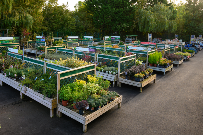 Royston outdoor plants