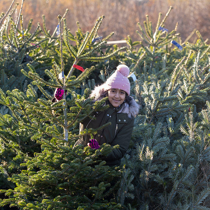 Dobbies Community Christmas Trees
