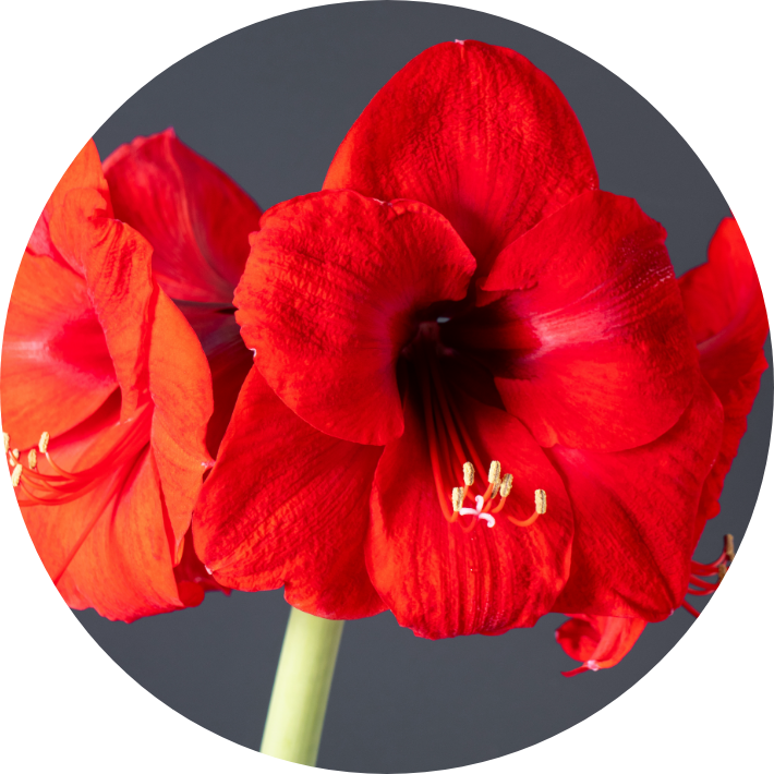 Amaryllis