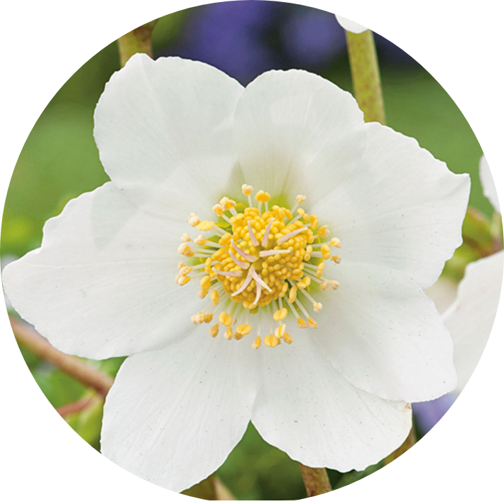 Helleborus