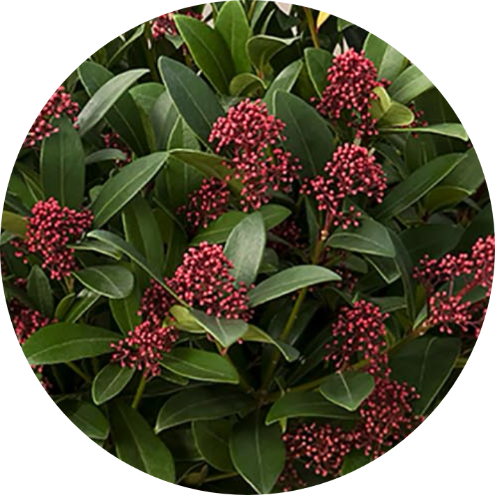 Skimmia