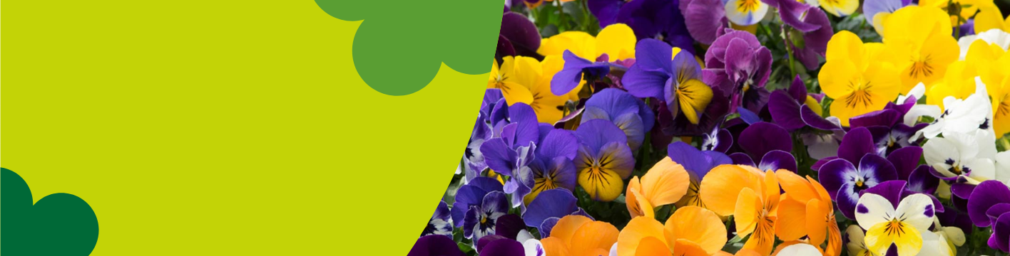 Autumn bedding plants