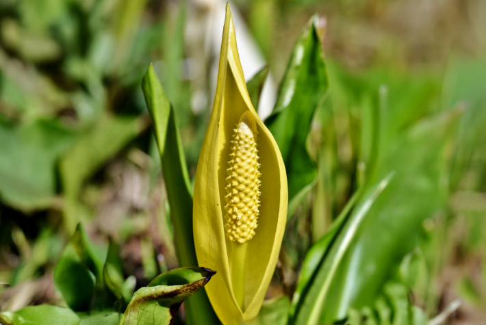 Learn about gross gardens