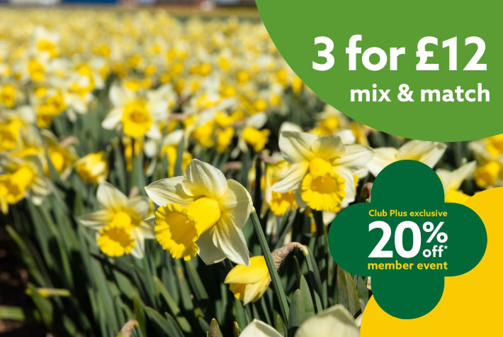 Spring flowering bulbs