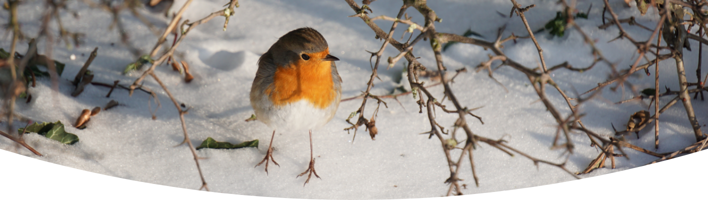Encouraging winter birds into the garden