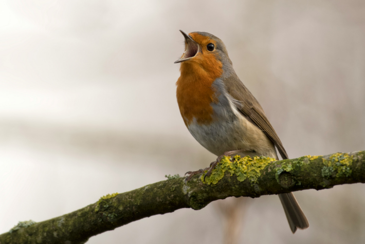 Encouraging winter birds into the garden