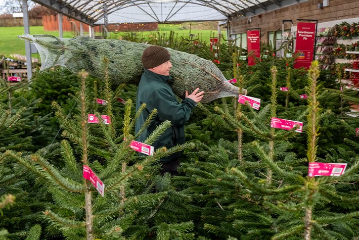 When to buy a real tree