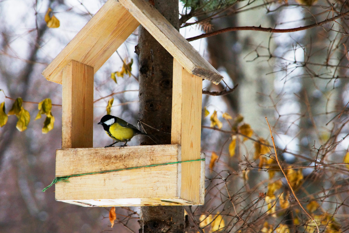 Encouraging winter birds into the garden