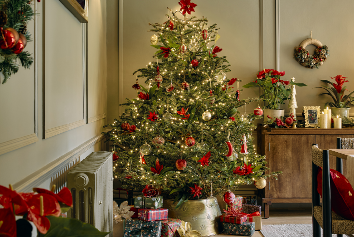 How to choose a real Christmas tree