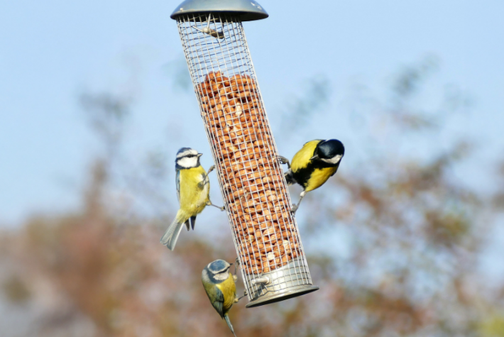 Encouraging winter birds into the garden