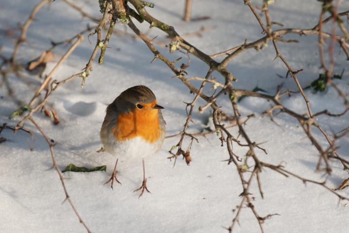 Encouraging winter birds into the garden