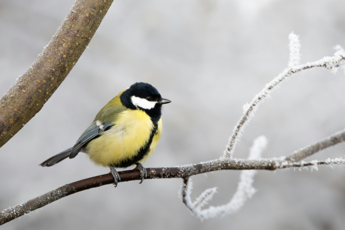 Encouraging winter birds into the garden