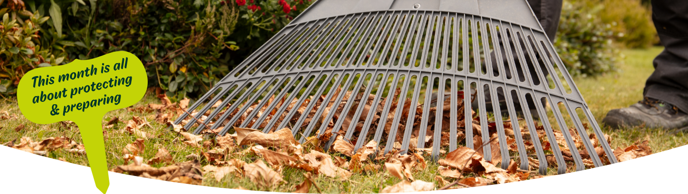 Gardening tips for November