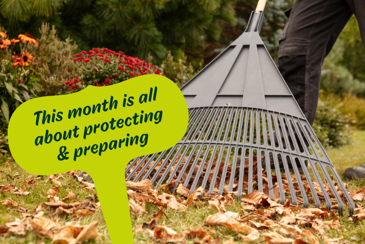 Gardening tips for November